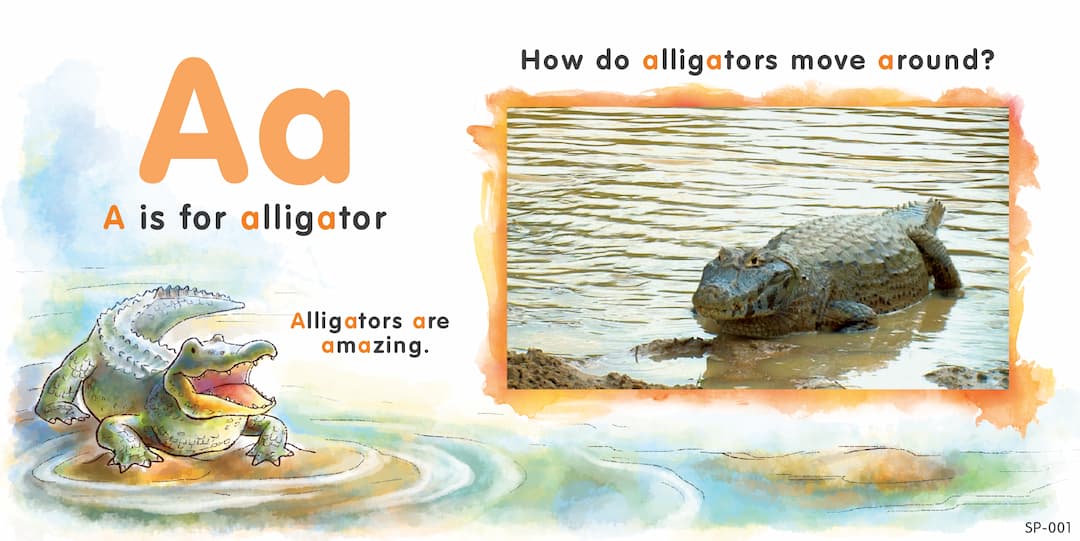 Top left: The text 'Aa' and 'A is for alligators, Alligators are amazing' accompanied by drawings of an alligator. Right side: An actual image of an alligator with the text 'How do alligators move around?