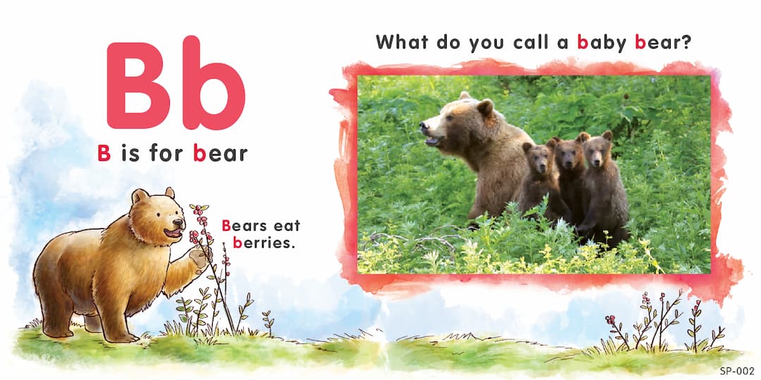 Top left: The text 'Bb' and 'B is for bear, Bears eat berries' accompanied by drawings of a bear. Right side: An actual image of a bear with the text 'What do you call a baby bear?