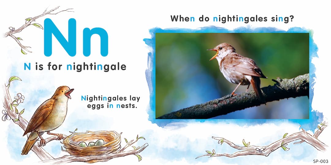 Top left: The text 'Nn' and 'N is for the nightingale, Nightingales lay eggs in nests' accompanied by drawings of a nightingale. Right side: An actual image of a nightingale with the text 'When do nightingales sing?